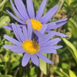 Meet your Posher, Evelyn